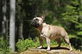 BOULEDOGUE FRANCAIS 359